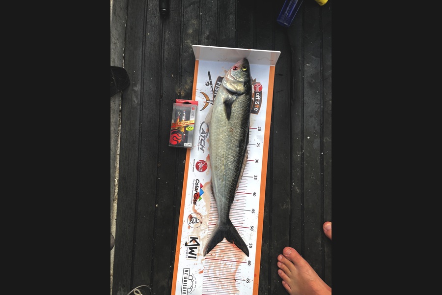 Sam Julian caught this 53.5cm Kahawai at Makara during The Export NZ Fishing Competition