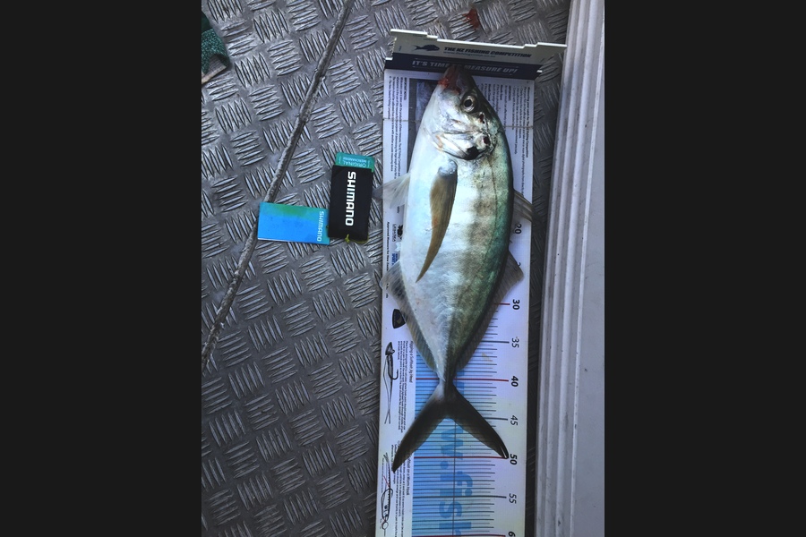 Scott Marriott caught this 44.5cm Trevally at Makara  during The Export NZ Fishing Competition