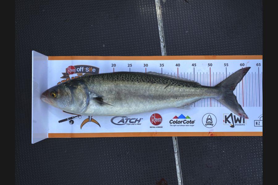 Greg Moore caught this 57.0cm Kahawai at Te Horo during The Export NZ Fishing Competition