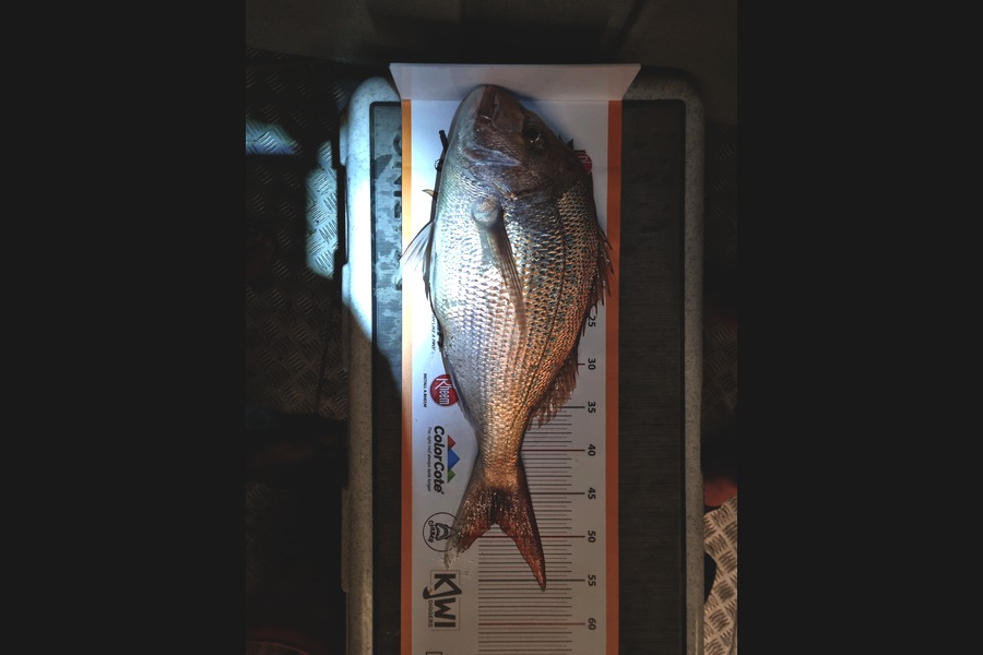 miro mitchell caught this 48cm Snapper at Tasman bay during The Export NZ Fishing Competition