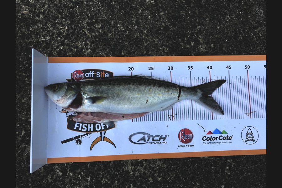 Mark Eskrick  caught this 38.0cm Kahawai at Moeraki  during The Export NZ Fishing Competition