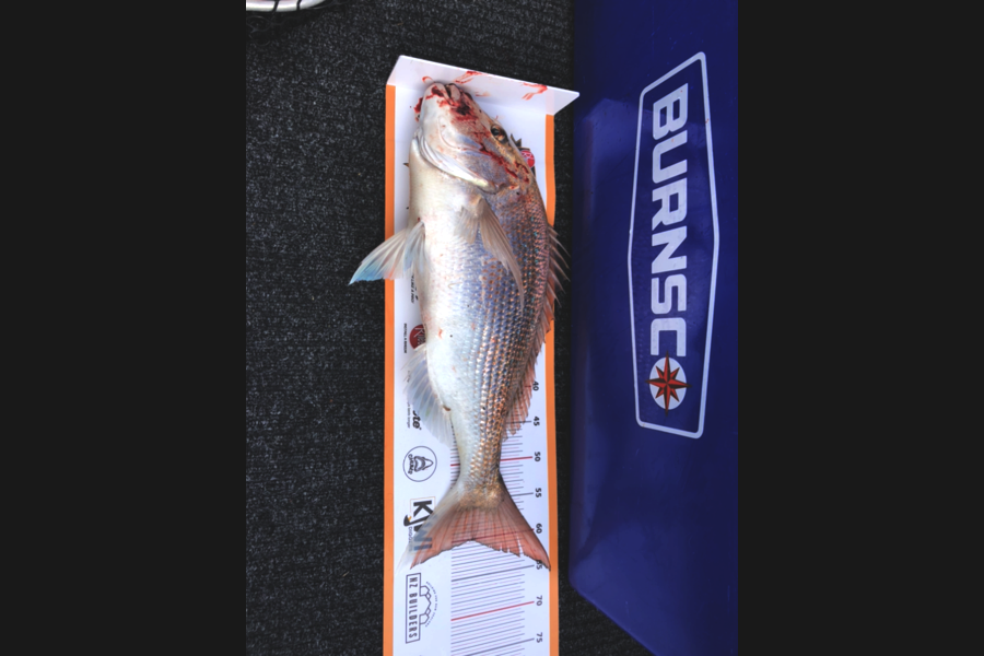 Chris Meek caught this 60.0cm Snapper at Tasman bay during The Export NZ Fishing Competition