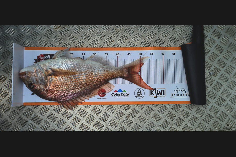 Anthony  Mitchell  caught this 49.0cm Snapper at West auckland  during The Export NZ Fishing Competition