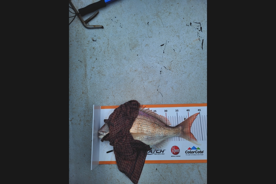 Jarod Wright caught this 40.0cm Snapper at Whangarei harbour during The Export NZ Fishing Competition
