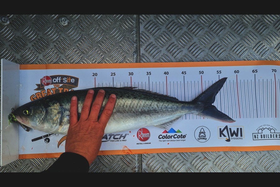Mark Pandelidis caught this 52.5cm Kahawai at Wellington during The Export NZ Fishing Competition