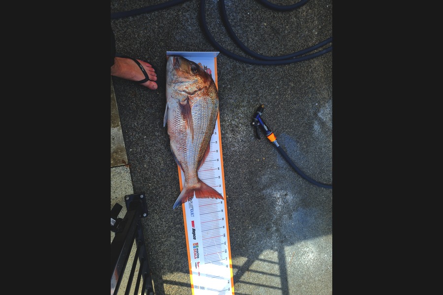 Jon Morrison caught this 75.0cm Snapper at Waverly during The Export NZ Fishing Competition