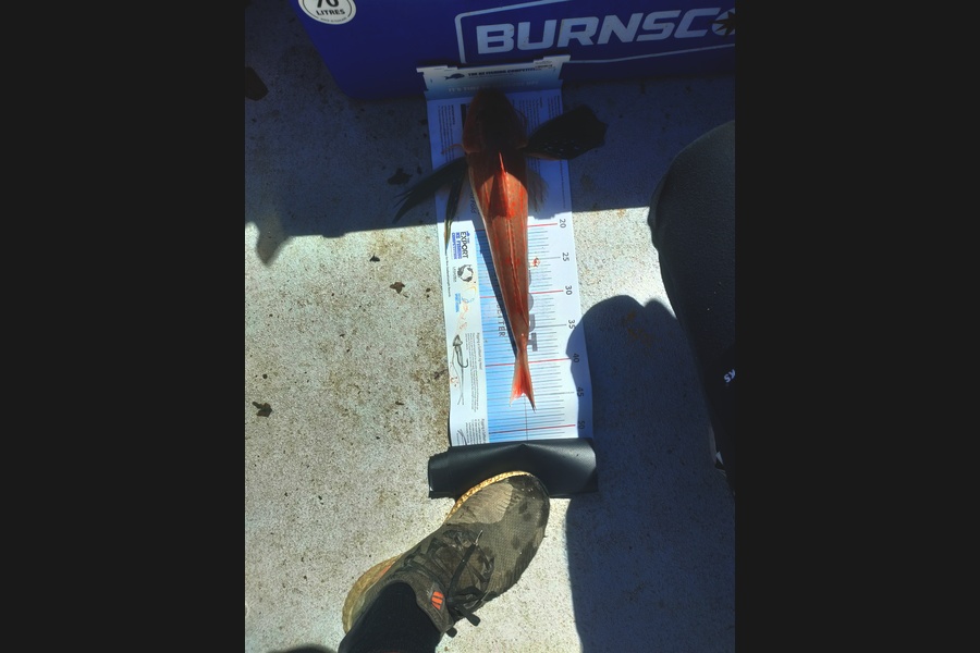 Andrew Seloti caught this 44.5cm Gurnard at Wellington harbour during The Export NZ Fishing Competition