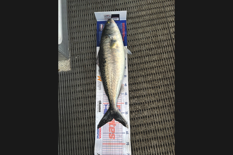 Hayden Markham caught this 57.5cm Kahawai at New Plymouth  during The Export NZ Fishing Competition