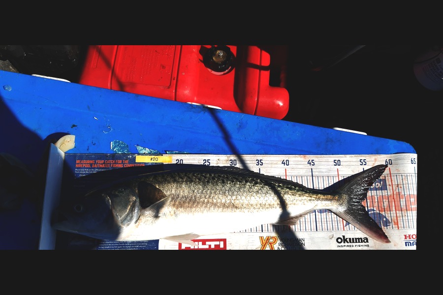 Dan Musson caught this 53.5cm Kahawai at Welly sth coast  during The Export NZ Fishing Competition