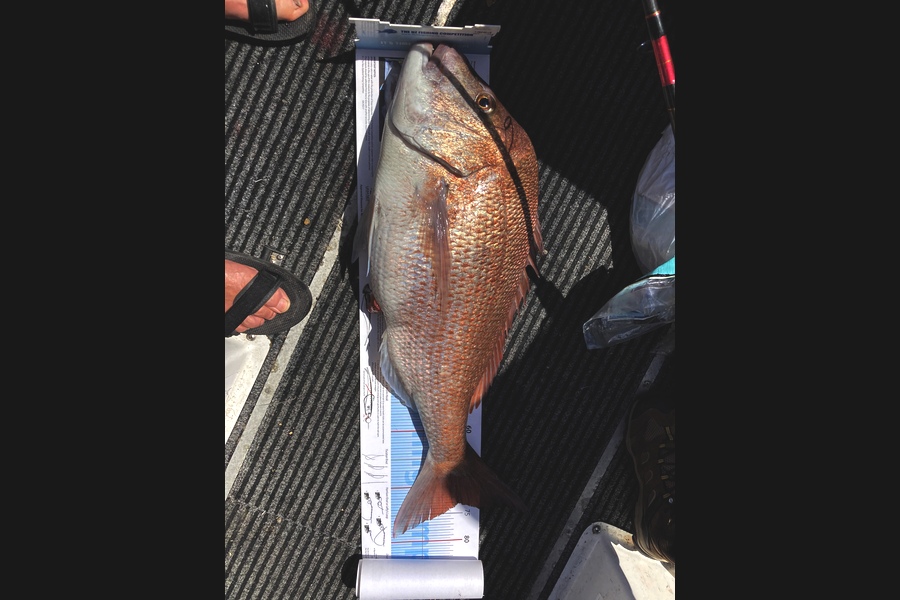 Trevor Morgan caught this 73.0cm Snapper at Mayor during The Export NZ Fishing Competition