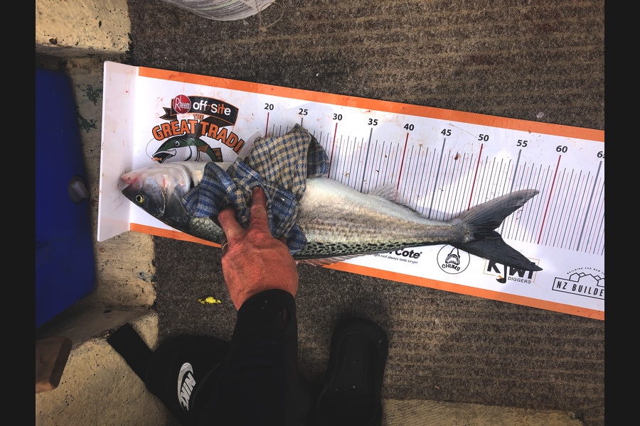 Sam Keat caught this 53.5cm Kahawai at New plymouth during The Export NZ Fishing Competition