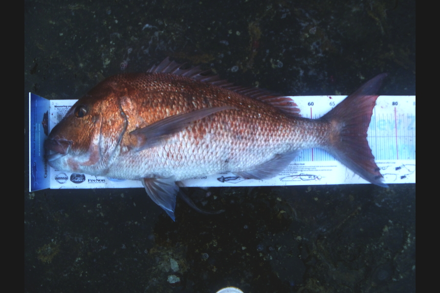 Owen Wills caught this 72.5cm Snapper at coromandel during The Export NZ Fishing Competition