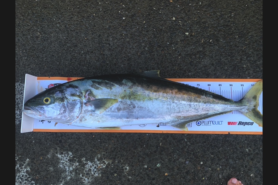 Luke Slobbe caught this 102.0cm Kingfish at Kapiti during The Export NZ Fishing Competition