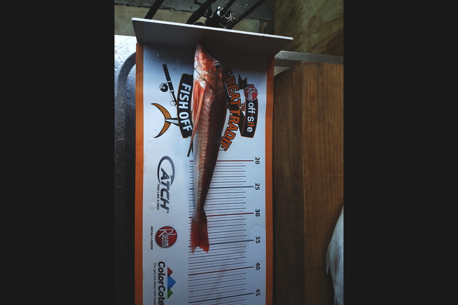 Ricky  Blanken caught this 35.0cm Gurnard at Manukau harbour during The Export NZ Fishing Competition