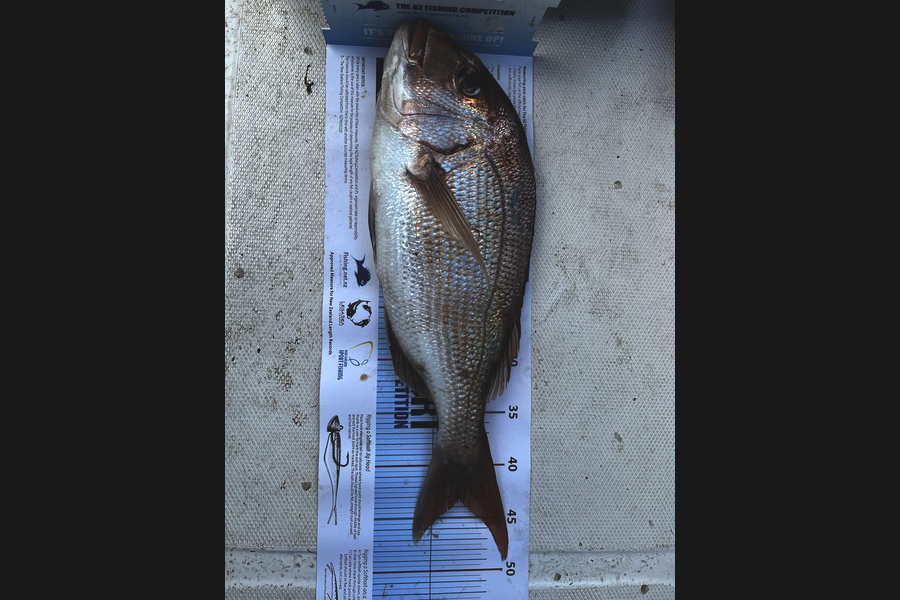 Tim Pardy caught this 43.0cm Snapper at Omokoroa  during The Export NZ Fishing Competition