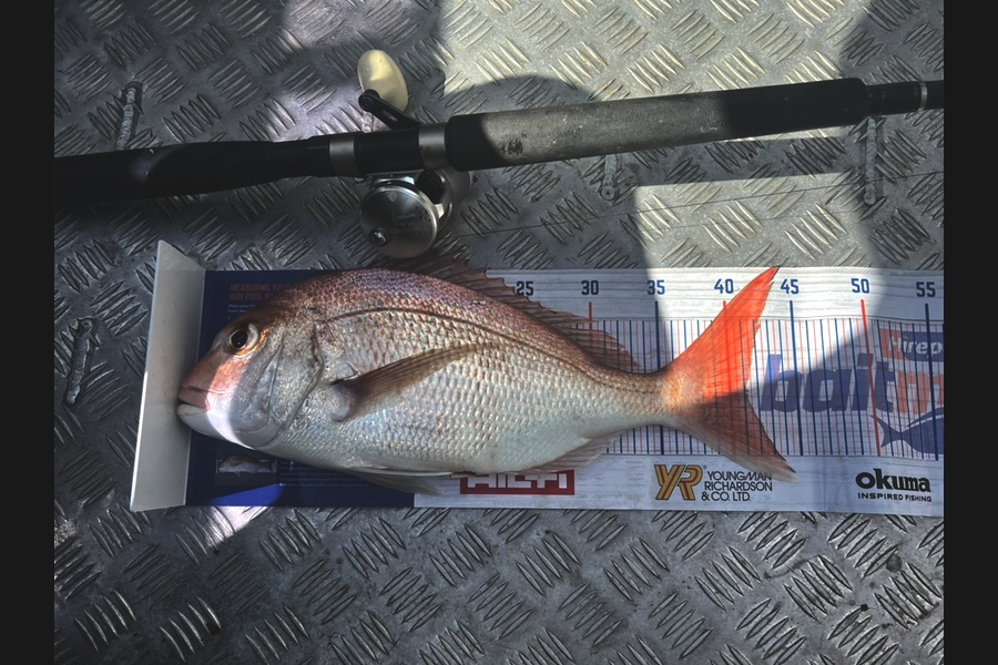 Phill Andrews caught this 41.0cm Snapper at Papa Atoha during The Export NZ Fishing Competition