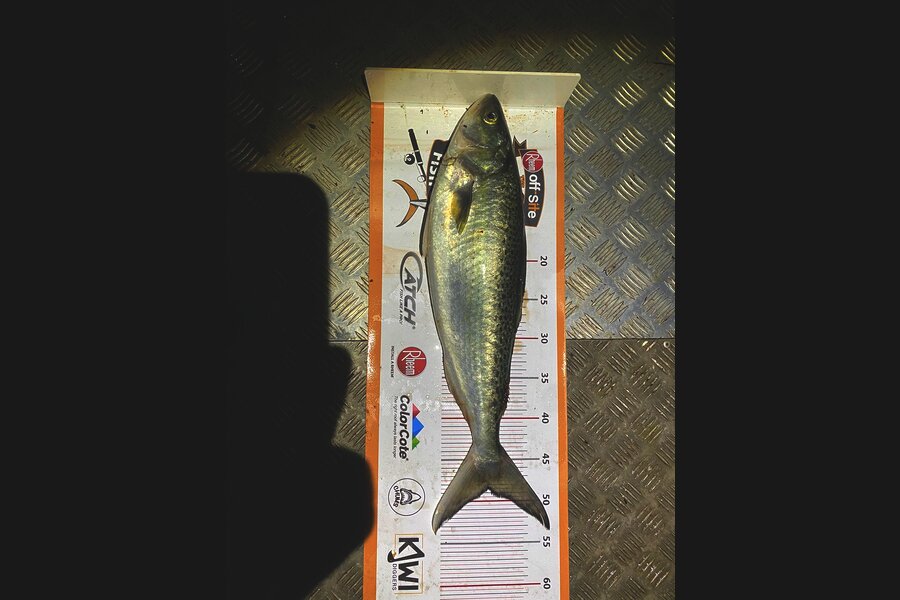 Mark Roberts caught this 48.5cm Kahawai at Waihi Beach Harbour during The Export NZ Fishing Competition