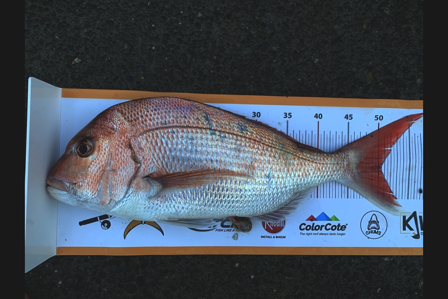 Luke Slobbe caught this 50.5cm Snapper at Kapiti during The Export NZ Fishing Competition
