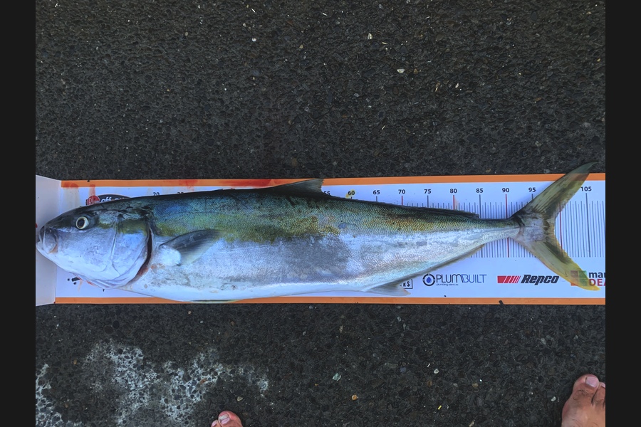 Luke Slobbe caught this 99.0cm Kingfish at Kapiti during The Export NZ Fishing Competition
