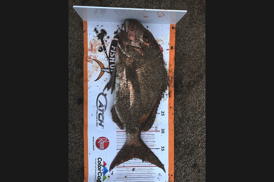Josh  Mcmurtrie  caught this 37.5cm Snapper at Whananaki  during The Export NZ Fishing Competition