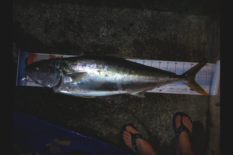 Richard Davies caught this 101.0cm Kingfish at welly west during The Export NZ Fishing Competition