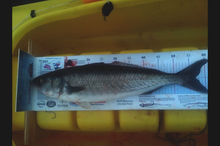 Jeff Holden caught this 57.0cm Kahawai at Cable Bay Nelson during The Export NZ Fishing Competition