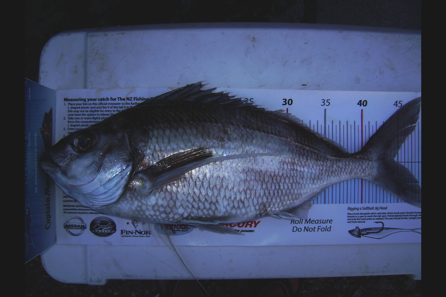 Craig Miller caught this 44.5cm Tarakihi at Gisborne during The Export NZ Fishing Competition