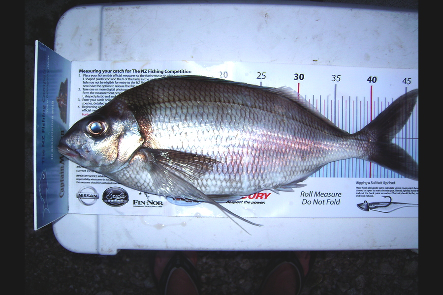 Craig Miller caught this 42.5cm Tarakihi at Gisborne during The Export NZ Fishing Competition