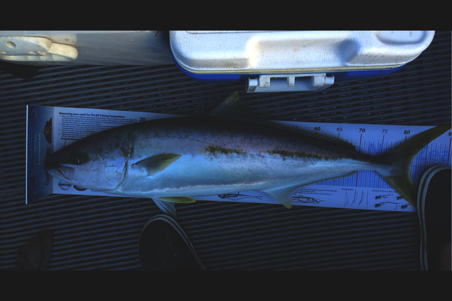 Julie Wall caught this 81.5cm Kingfish at Cape Karikari during The Export NZ Fishing Competition