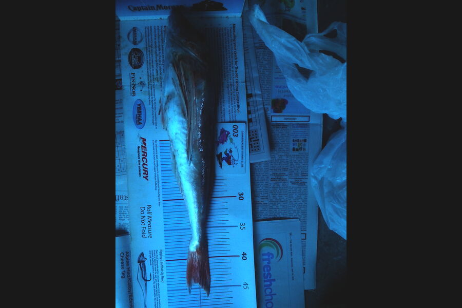 Jeff Holden caught this 44.0cm Gurnard at Delaware Bay during The Export NZ Fishing Competition