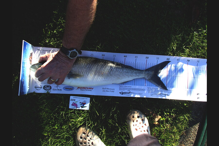 Ian R Hoskins caught this 55.5cm Kahawai at Cable Bay, Nelson during The Export NZ Fishing Competition