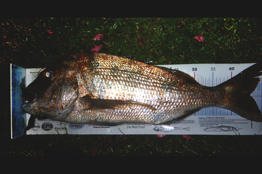 michael Jenkins caught this 65.0cm Snapper at rodney district during The Export NZ Fishing Competition