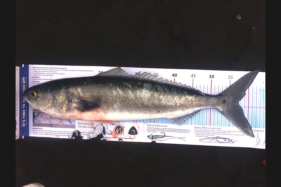Mefi Lamositele caught this 57.5cm Kahawai at Whatipu beach during The Export NZ Fishing Competition