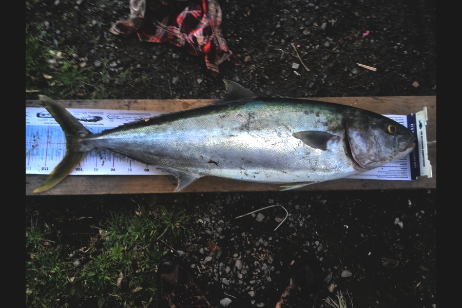 Gavin Henderson caught this 104.0cm Kingfish at kapiti during The Export NZ Fishing Competition