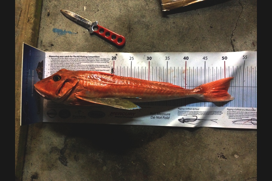 Anthony Murray caught this 51.0cm Gurnard at Welly West during The Export NZ Fishing Competition
