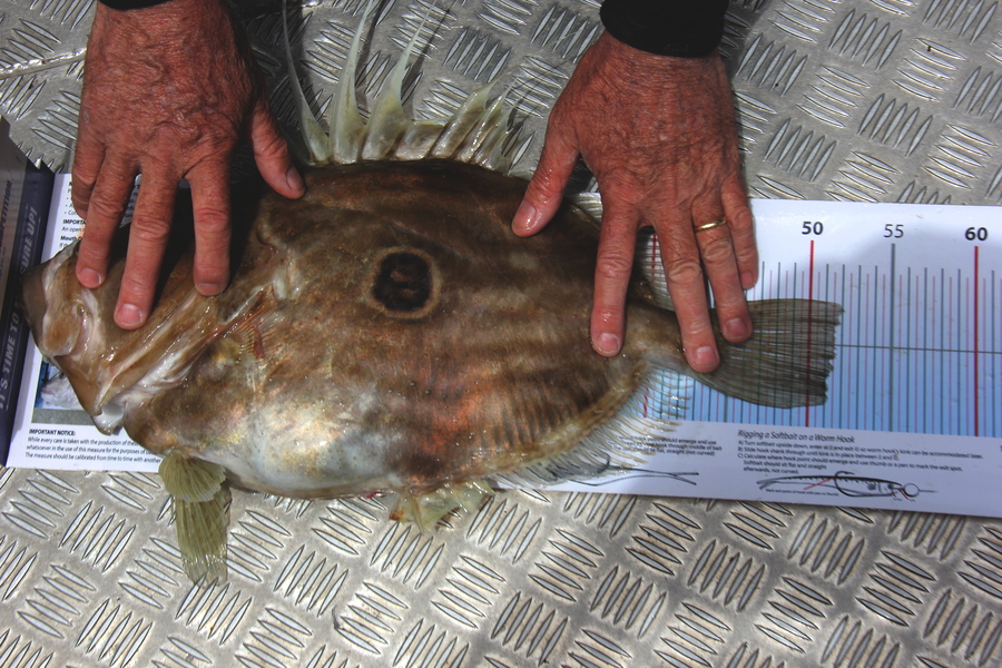 Grant Blair caught this 51.5cm John Dory at Aldermans during The Export NZ Fishing Competition