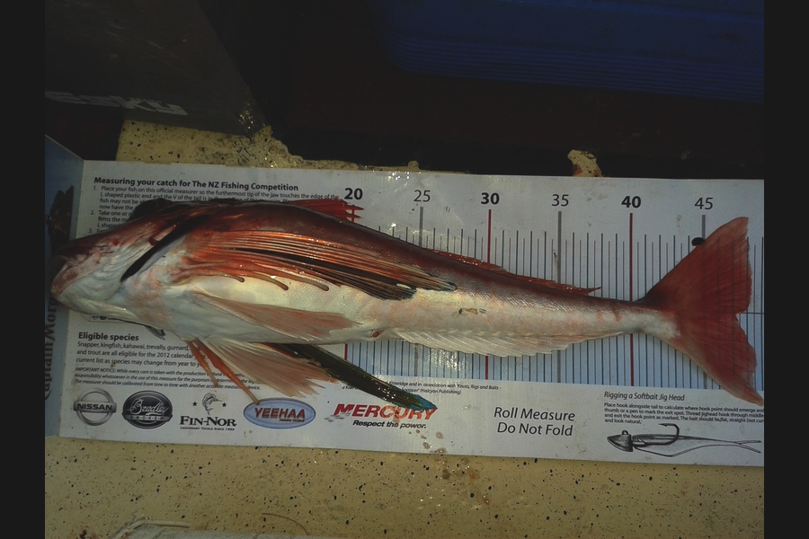 Dan Musson caught this 47.0cm Gurnard at Welly West during The Export NZ Fishing Competition