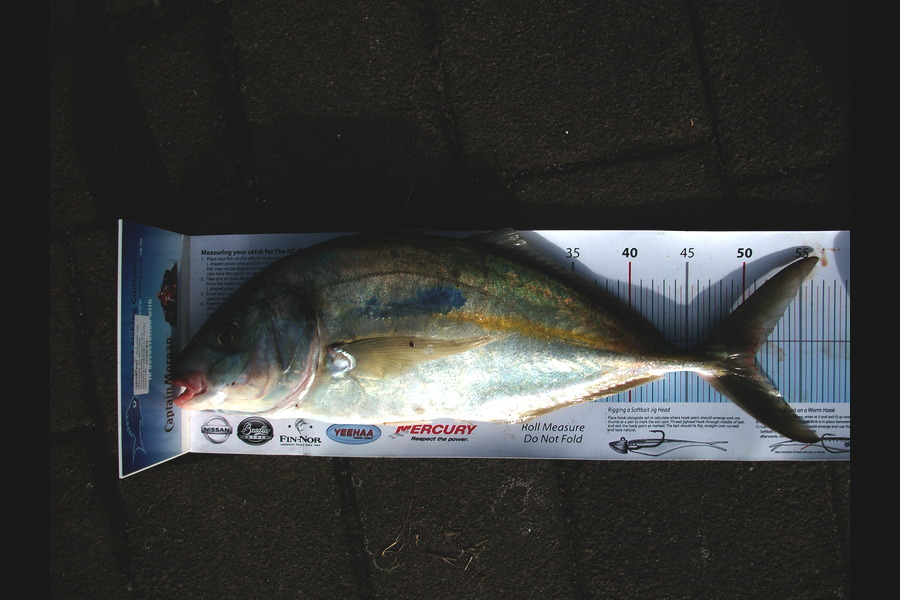 Jason Shallcrass caught this 50.5cm Trevally at papamoa during The Export NZ Fishing Competition