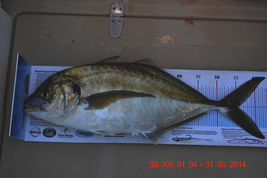 Jon   Mayne caught this 55.5cm Trevally at Welly west coast during The Export NZ Fishing Competition