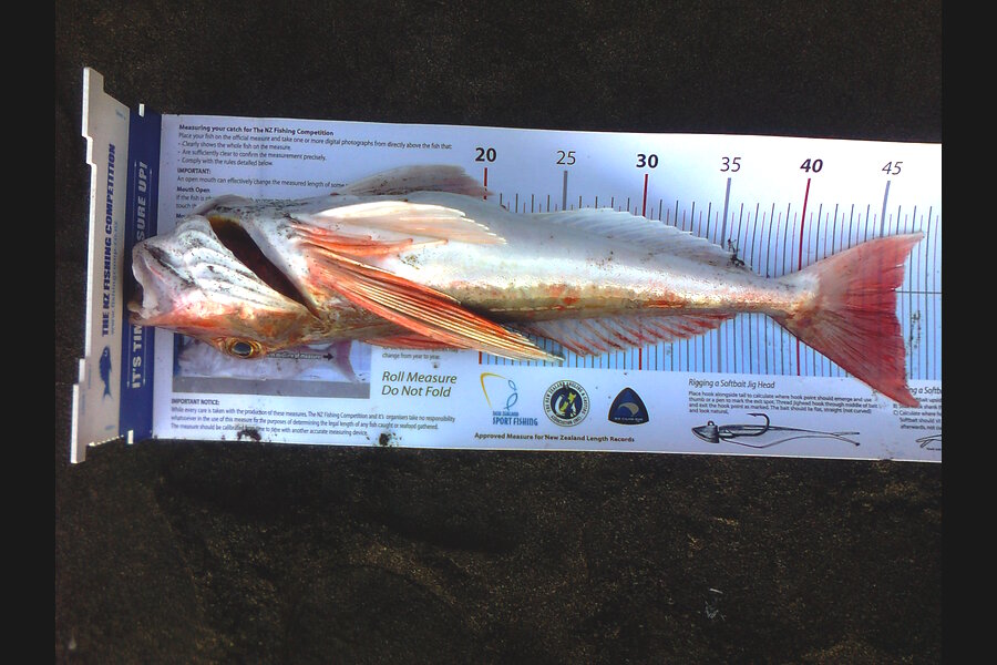 Mefi Lamositele caught this 46.0cm Gurnard at Whatipu during The Export NZ Fishing Competition