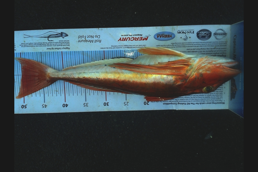 Dan Musson caught this 50.0cm Gurnard at Welly West during The Export NZ Fishing Competition