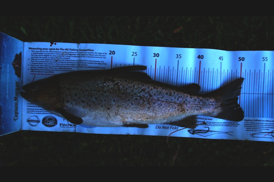 Barry Williams caught this 48.0cm Trout at Waikato River during The Export NZ Fishing Competition