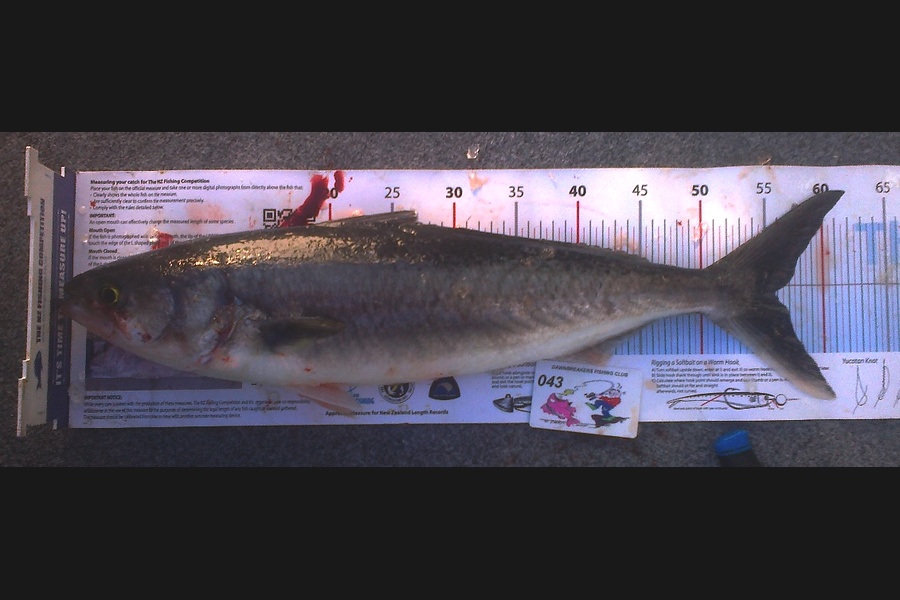 Reid forrest caught this 55.0cm Kahawai at Tasman Bay during The Export NZ Fishing Competition