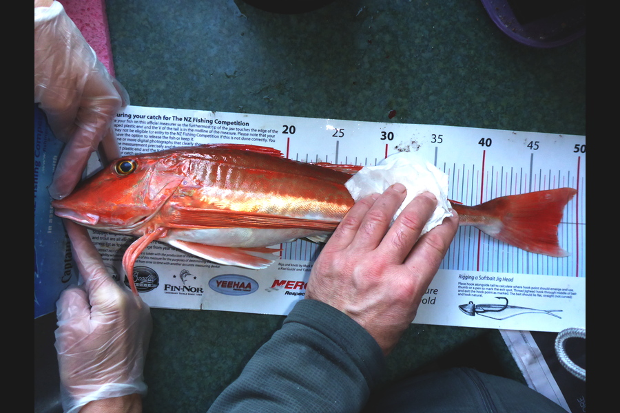 Richard Davies caught this 48.0cm Gurnard at welly west during The Export NZ Fishing Competition