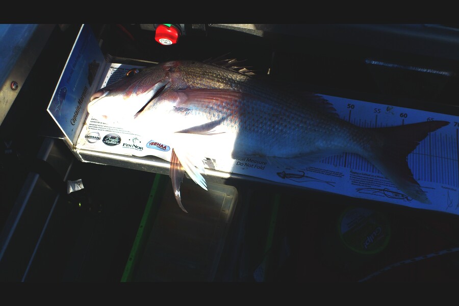 Dennis Grant caught this 61.0cm Snapper at Kapiti during The Export NZ Fishing Competition