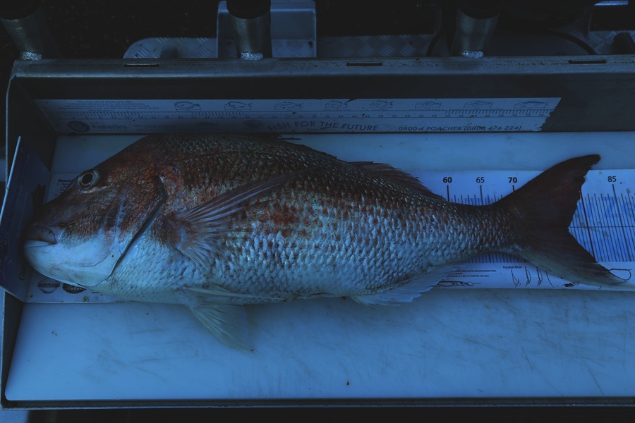 Brian Fensom caught this 77.0cm Snapper at D'urville Island during The Export NZ Fishing Competition