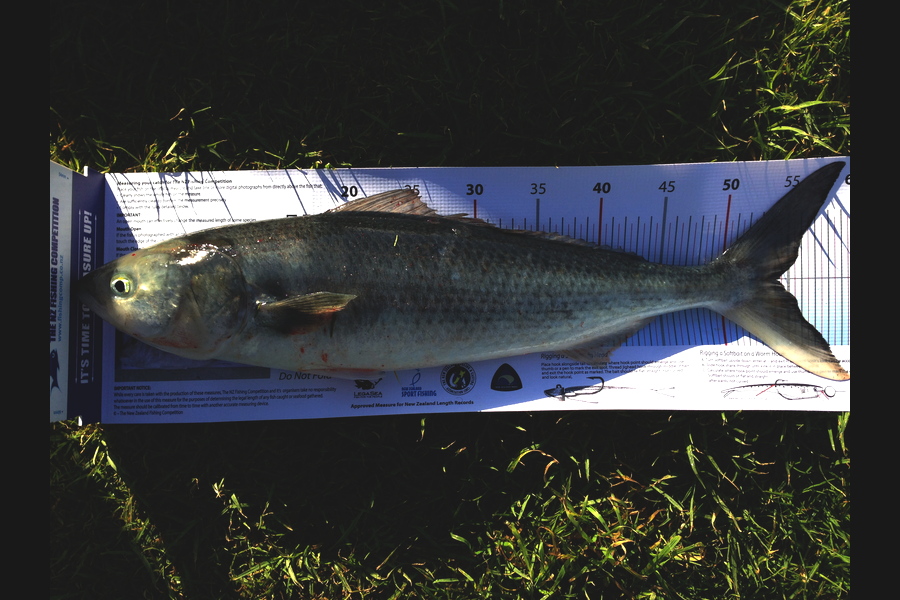 Ian Pedersen caught this 54.0cm Kahawai at Rogers Rd,BOP during The Export NZ Fishing Competition