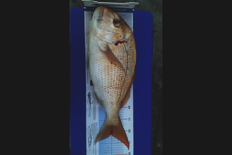 Mathew Goodall caught this 51.0cm Snapper at Firth of Thames during The Export NZ Fishing Competition