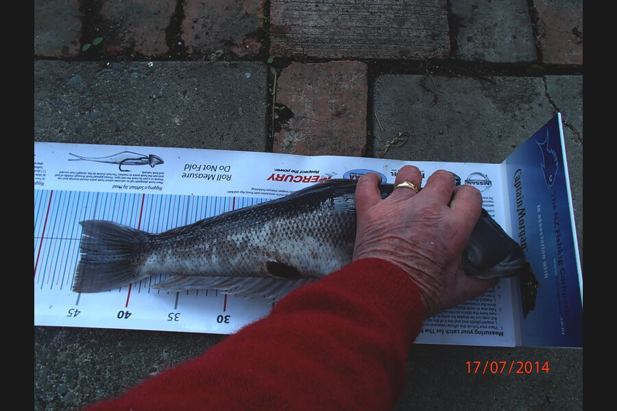 Ian R Hoskins caught this 45.5cm Blue Cod at Peppin Island, Cable Bay during The Export NZ Fishing Competition