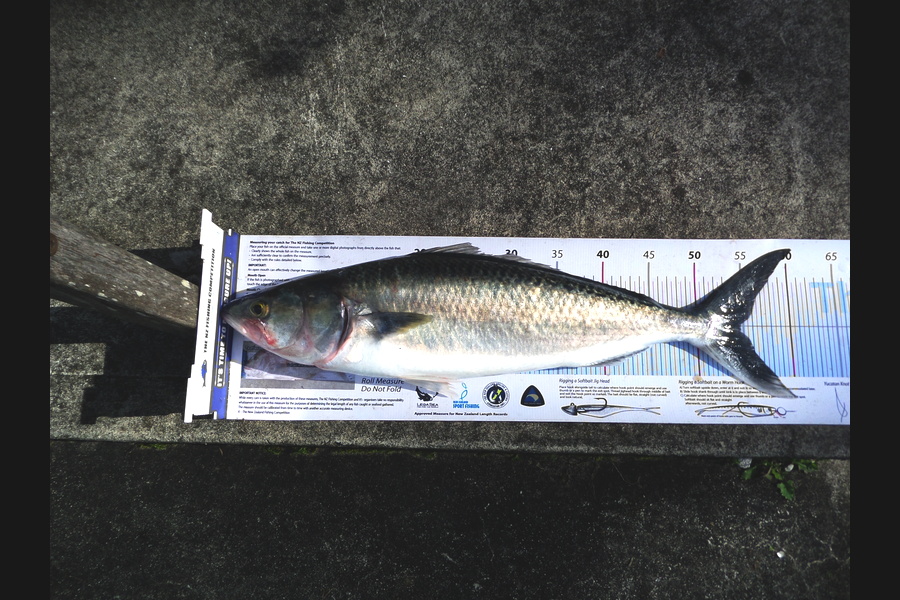 Alec  Saunders caught this 54.5cm Kahawai at Waiheke during The Export NZ Fishing Competition